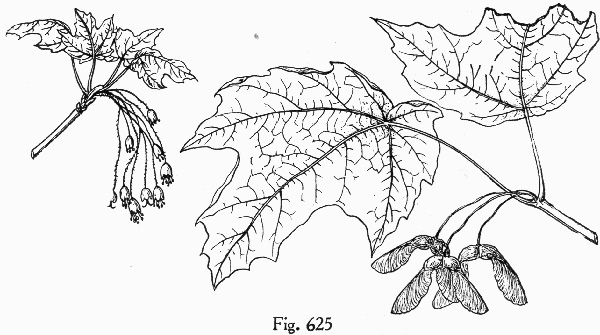 image of Acer nigrum, Black Maple