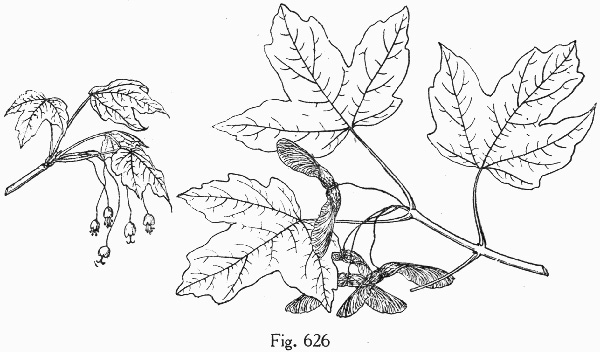 image of Acer leucoderme, Chalk Maple, Small Chalk Maple, White-bark Maple