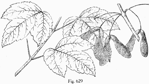 image of Acer rubrum var. drummondii, Drummond’s Maple, Swamp Red Maple, Drummond’s Red Maple