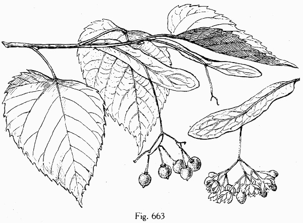 image of Tilia americana var. caroliniana, Carolina Basswood, Southern Basswood