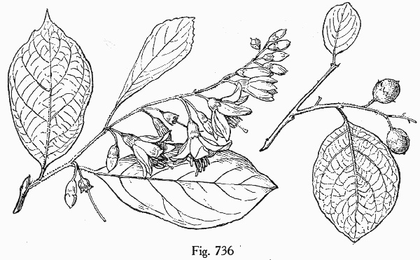 image of Styrax grandifolius, Bigleaf Snowbell, Bigleaf Storax, Large-leaved Storax