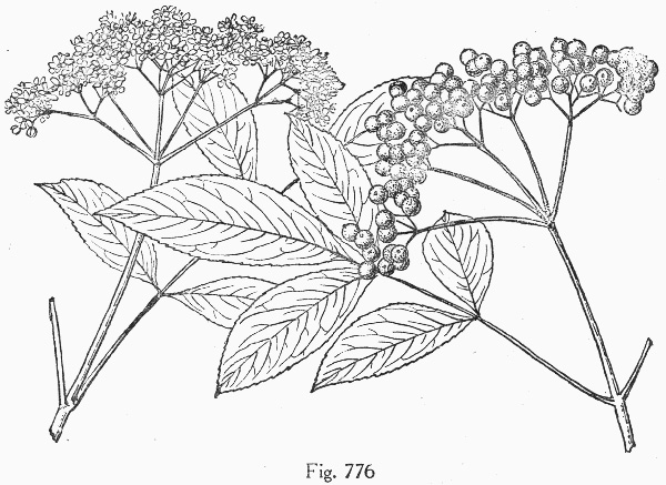 image of Sambucus canadensis, Common Elderberry, American Elder