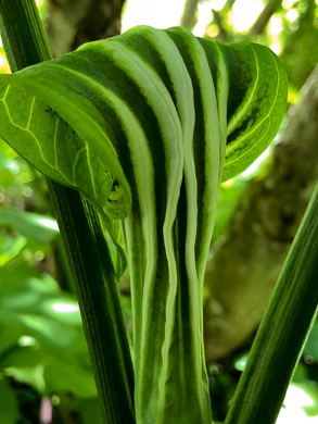 image of Arisaema stewardsonii, Bog Jack-in-the-pulpit, Northern Jack-in-the-pulpit