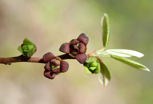 image of Asimina parviflora, Small-flowered Pawpaw, Small-fruited Pawpaw, Dwarf Pawpaw