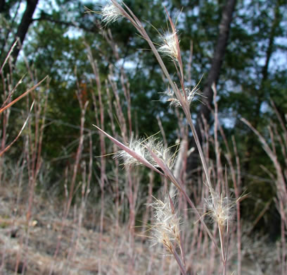 image of Andropogon capillipes, Dryland White Bluestem, Chalky Bluestem