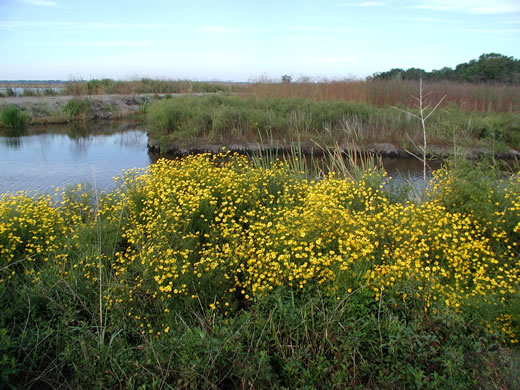 image of Bidens mitis, Coastal Plain Tickseed-sunflower, Smallfruit Beggarticks