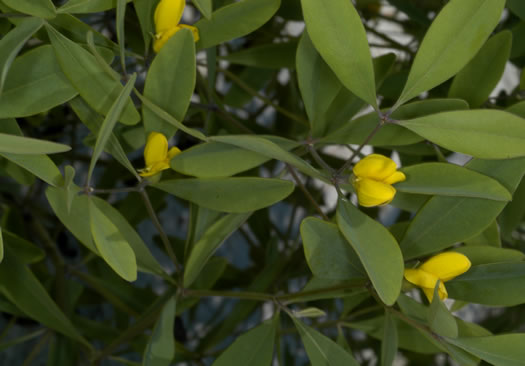 image of Baptisia lanceolata var. lanceolata, Gopherweed, Lanceleaf Wild Indigo