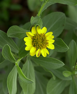 image of Borrichia frutescens, Silver Seaside Oxeye