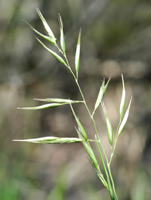 panicle