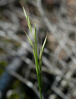 image of Danthonia epilis, Bog Oatgrass