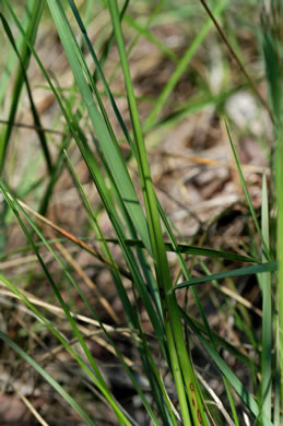 Danthonia epilis, Bog Oatgrass