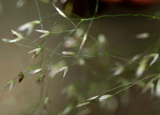 image of Avenella flexuosa, Appalachian Hairgrass, Crinkled Hairgrass, Common Hairgrass, Wavy Hairgrass