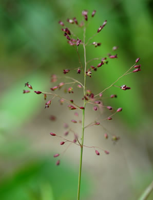 image of Dichanthelium sphaerocarpon, Round-fruited Witchgrass, Roundseed Witchgrass