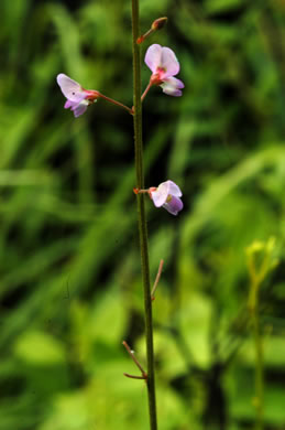 Desmodium tenuifolium, Slimleaf Tick-trefoil, Savanna Slender Tick-trefoil