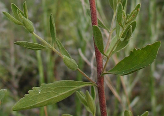 image of Eupatorium glaucescens, Wedgeleaf Thoroughwort, Broadleaf Bushy Eupatorium, Wedgeleaf Eupatorium