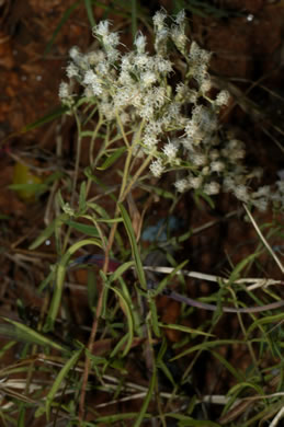 image of Eupatorium hyssopifolium, Hyssopleaf Boneset, Hyssopleaf Thoroughwort, Hyssopleaf Eupatorium