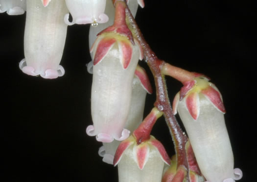 image of Eubotrys recurvus, Mountain Sweetbells, Mountain Fetterbush, Deciduous Fetterbush