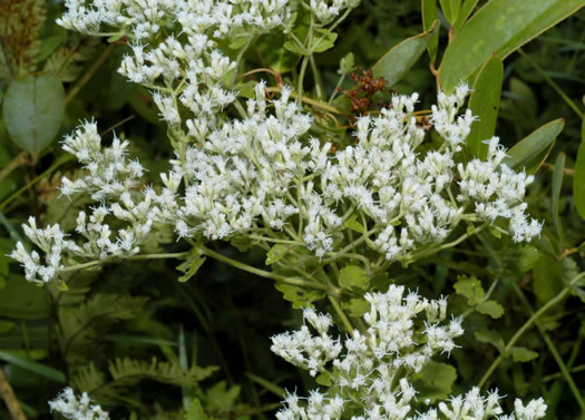 image of Eupatorium rotundifolium, Common Roundleaf Boneset, Common Roundleaf Thoroughwort, Common Roundleaf Eupatorium