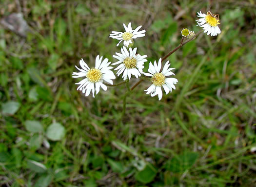 image of Erigeron vernus, Whitetop Fleabane, Savanna Daisy Fleabane, Early Whitetop Fleabane