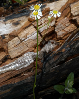 image of Erigeron vernus, Whitetop Fleabane, Savanna Daisy Fleabane, Early Whitetop Fleabane