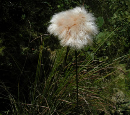 image of Eriophorum virginicum, Tawny Cottongrass, Tawny Cottonsedge, Cat's-paw