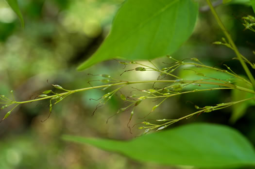 image of Fraxinus americana, White Ash, American Ash