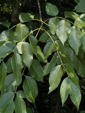 image of Fraxinus americana, White Ash, American Ash