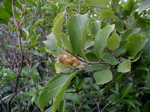 image of Fothergilla major, Large Witch-alder, Mountain Witch-alder, Fothergilla