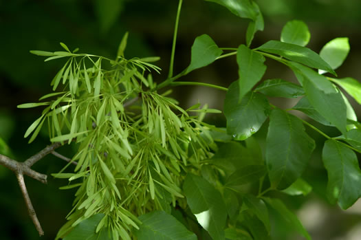 image of Fraxinus pennsylvanica, Green Ash, Red Ash