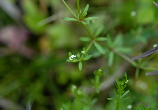 image of Galium asprellum, Rough Bedstraw