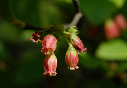 image of Gaylussacia baccata, Black Huckleberry, Crackleberry