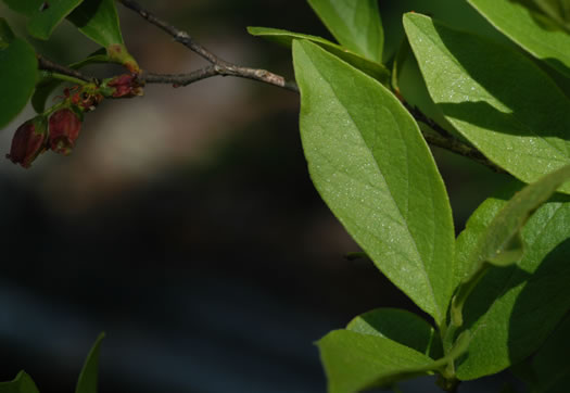 image of Gaylussacia baccata, Black Huckleberry, Crackleberry