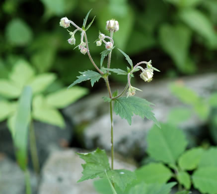 image of Geum geniculatum, Bent Avens