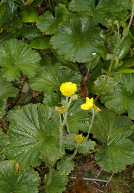 image of Geum radiatum, Mountain Avens, Appalachian Avens, Spreading Avens, Cliff Avens