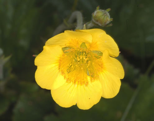 image of Geum radiatum, Mountain Avens, Appalachian Avens, Spreading Avens, Cliff Avens