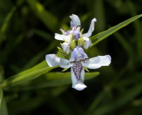 image of Justicia americana, American Water-willow