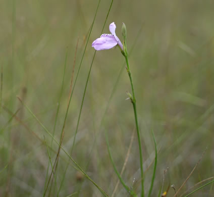 image of Justicia crassifolia, thickleaf water-willow