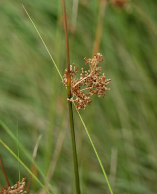 image of Juncus effusus ssp. solutus, Soft Rush, Common Rush