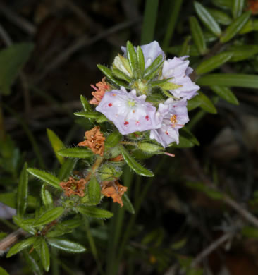 image of Kalmia hirsuta, Hairy Wicky, Kalmiella