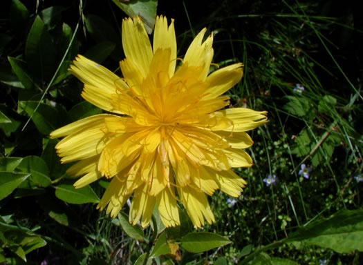 Mountain Dwarf-dandelion