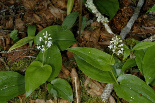 image of Maianthemum canadense, Canada Mayflower, "False Lily-of-the-valley", "Wild Lily-of-the-valley"