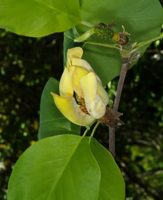 image of Magnolia acuminata var. subcordata, Piedmont Cucumber Magnolia, Yellow Cucumber-tree, Showy Cucumber Magnolia