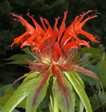 image of Monarda didyma, Scarlet Beebalm, Oswego Tea