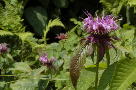 image of Monarda media, Purple Beebalm, Purple Bergamot