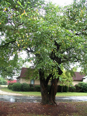 image of Maclura pomifera, Osage-orange, Hedge-apple, Bow-wood