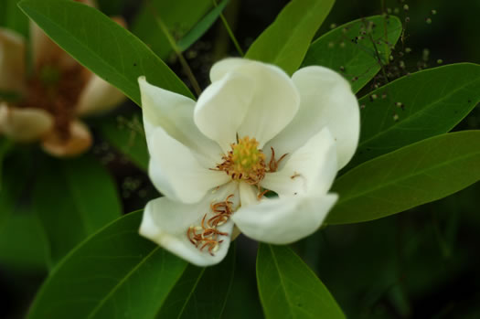 image of Magnolia virginiana +, Sweetbay, Sweetbay Magnolia, Swampbay