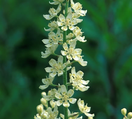 image of Melanthium virginicum, Virginia Bunchflower, Bog Bunchflower