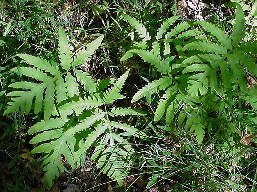 image of Onoclea sensibilis, Sensitive Fern, Bead Fern