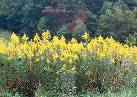 image of Solidago altissima var. altissima, Tall Goldenrod, Field Goldenrod, Common Goldenrod