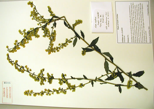 image of Solidago faucibus, Gorge Goldenrod